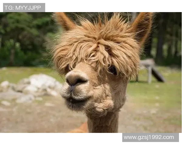 足球动物球星卡通画大集合精彩呈现萌趣与激情的完美结合 足球动物球星卡通画大集合精彩呈现萌趣与激情的完美结合